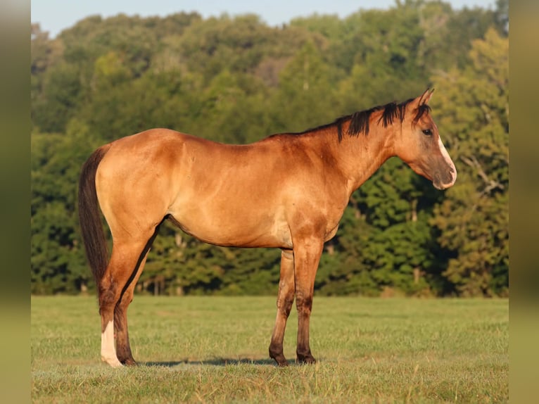 Quarter horse américain Jument 3 Ans 142 cm Isabelle in Athens