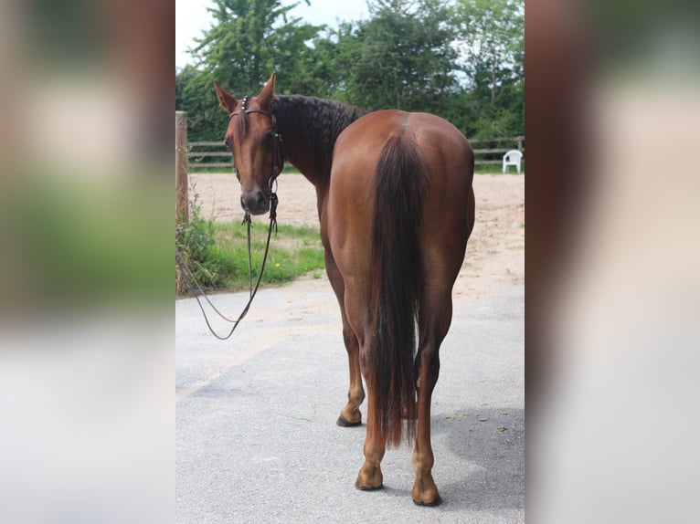 Quarter horse américain Jument 3 Ans 143 cm Alezan brûlé in Sulz-D&#xFC;rrenmettstetten