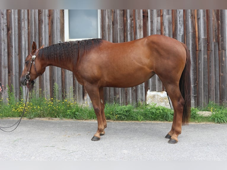 Quarter horse américain Jument 3 Ans 143 cm Alezan brûlé in Sulz-D&#xFC;rrenmettstetten
