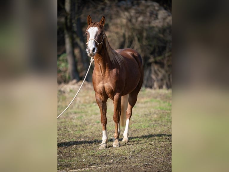 Quarter horse américain Jument 3 Ans 143 cm Alezan in Michelsneukirchen