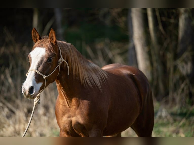 Quarter horse américain Jument 3 Ans 143 cm Alezan in Michelsneukirchen