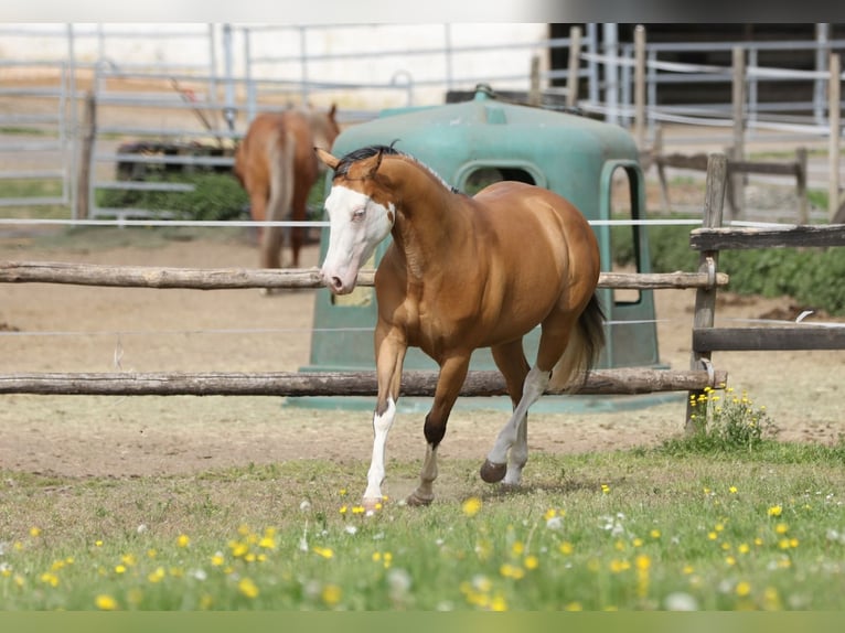Quarter horse américain Jument 3 Ans 143 cm Buckskin in Berschweiler