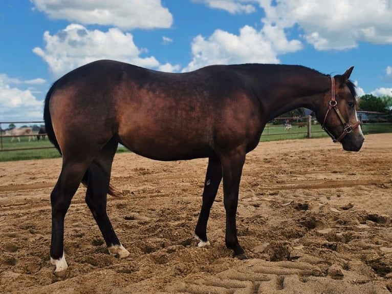 Quarter horse américain Jument 3 Ans 143 cm Buckskin in Kronsmoor
