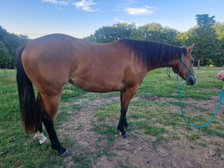 Quarter horse américain Jument 3 Ans 144 cm Bai in Hösbach