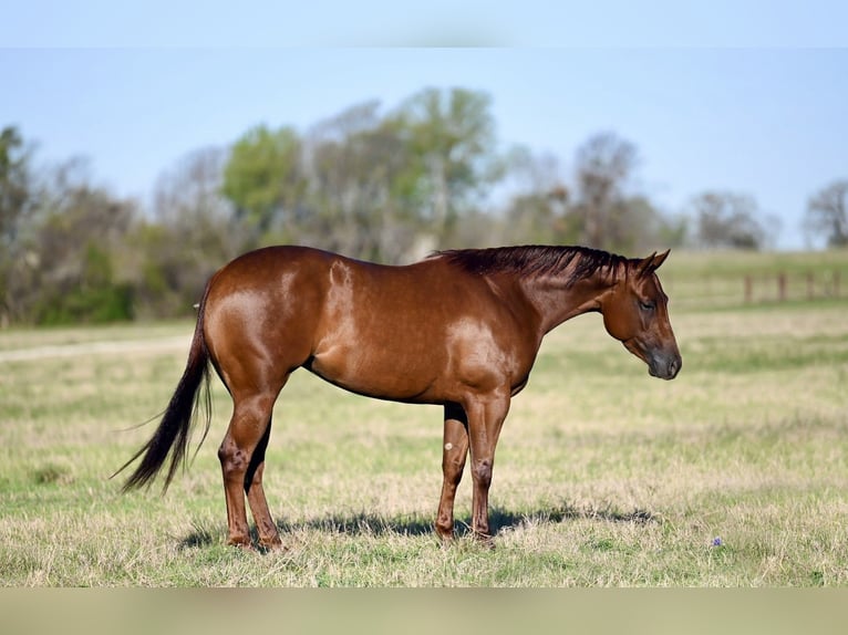 Quarter horse américain Jument 3 Ans 145 cm Alezan brûlé in Waco
