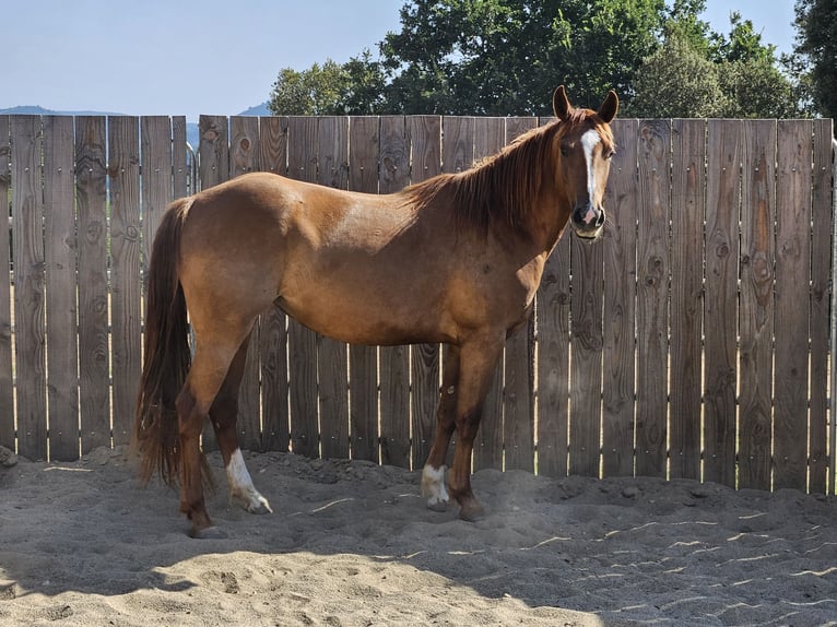 Quarter horse américain Jument 3 Ans 145 cm Alezan in Montgaillard
