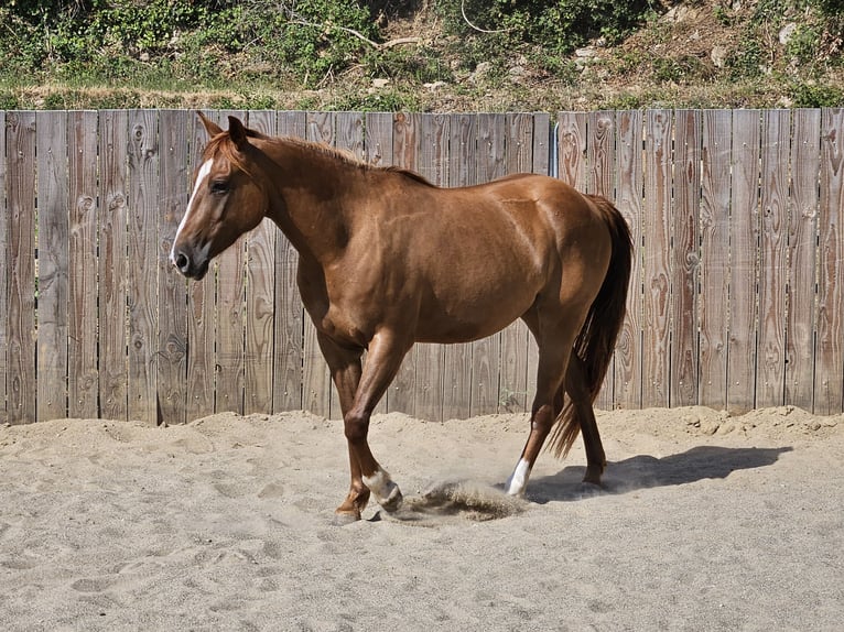 Quarter horse américain Jument 3 Ans 145 cm Alezan in Montgaillard