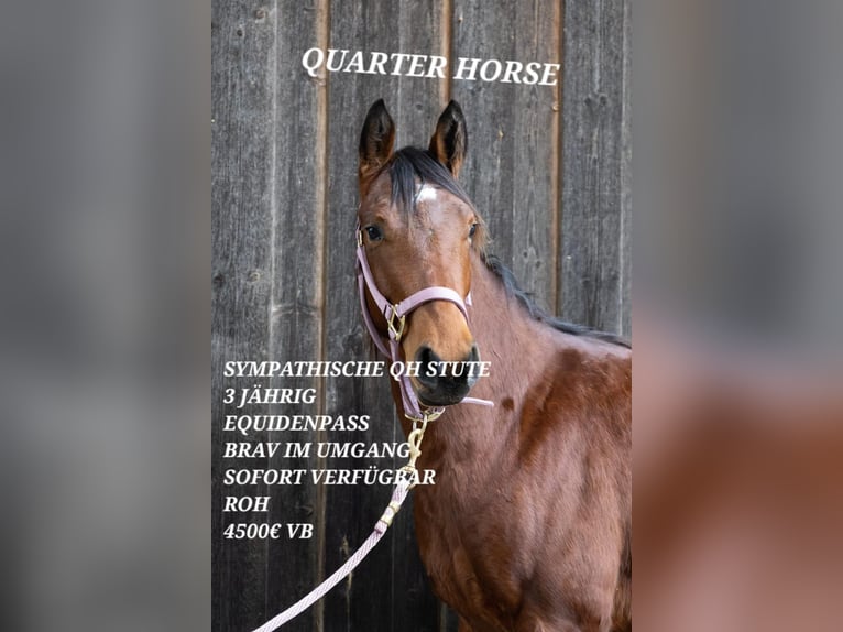 Quarter horse américain Jument 3 Ans 145 cm Bai in Steinen