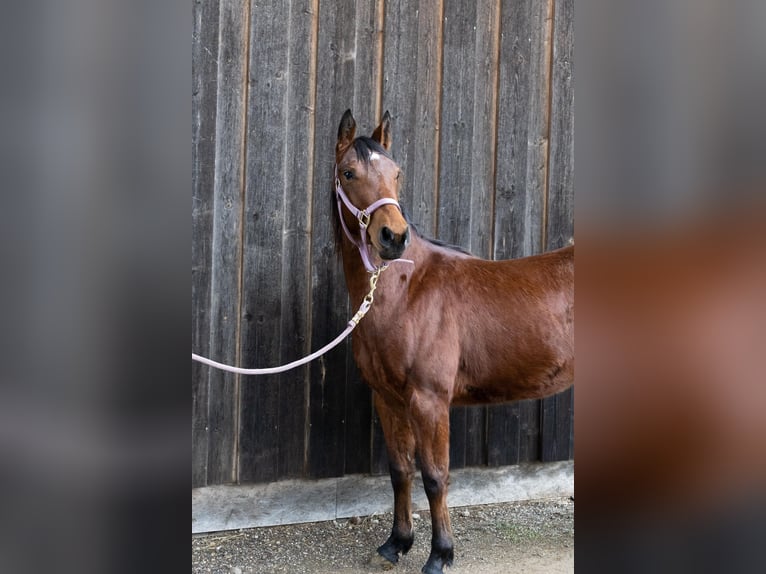 Quarter horse américain Jument 3 Ans 145 cm Bai in Steinen