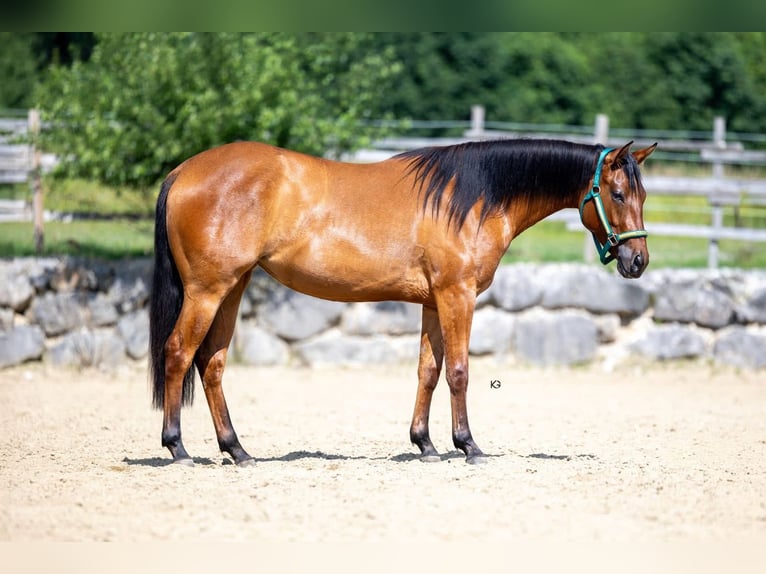 Quarter horse américain Jument 3 Ans 145 cm Buckskin in Ungenach