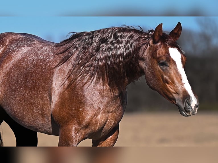 Quarter horse américain Jument 3 Ans 145 cm Rouan Rouge in Waco