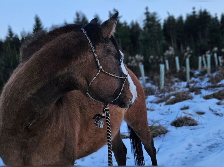 Quarter horse américain Jument 3 Ans 146 cm Isabelle in Halfing