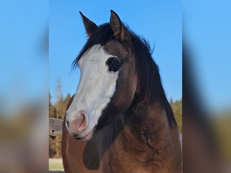 Quarter horse américain Jument 3 Ans 146 cm Isabelle in Halfing