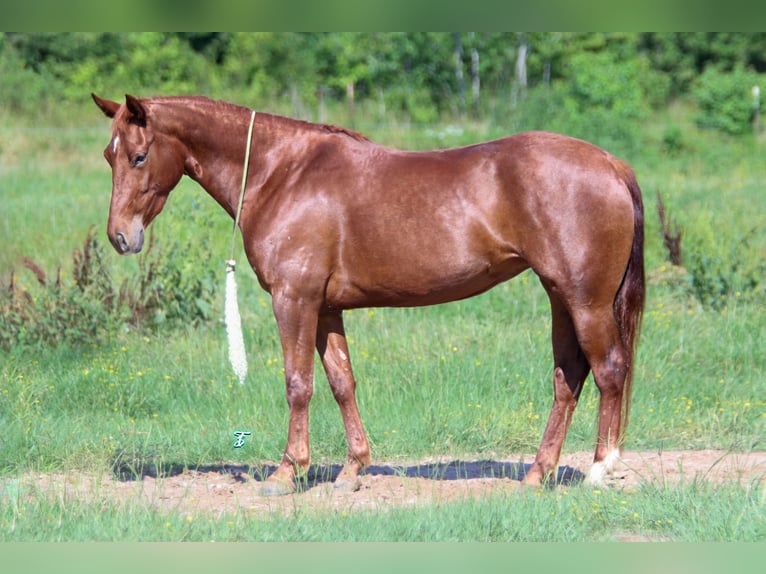 Quarter horse américain Jument 3 Ans 147 cm Alezan cuivré in Carthage, TX