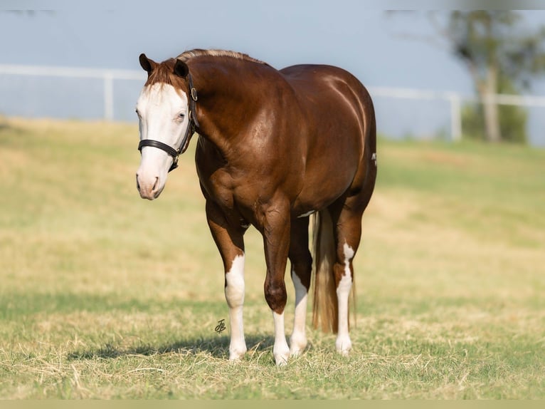 Quarter horse américain Jument 3 Ans 147 cm Alezan cuivré in Wayne OK