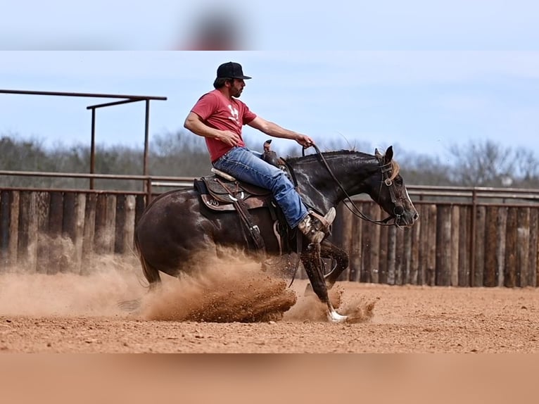 Quarter horse américain Jument 3 Ans 147 cm Alezan cuivré in Waco, TX