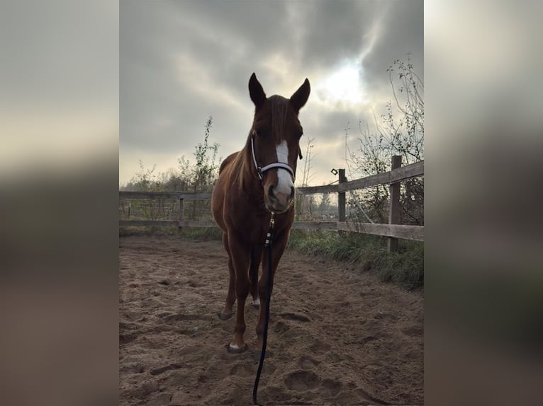 Quarter horse américain Jument 3 Ans 147 cm Alezan in Schildow