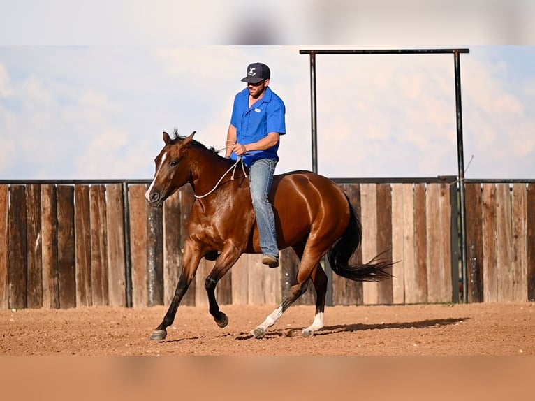 Quarter horse américain Jument 3 Ans 147 cm Bai cerise in Waco, TX