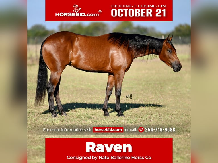 Quarter horse américain Jument 3 Ans 147 cm Bai cerise in Waco, TX