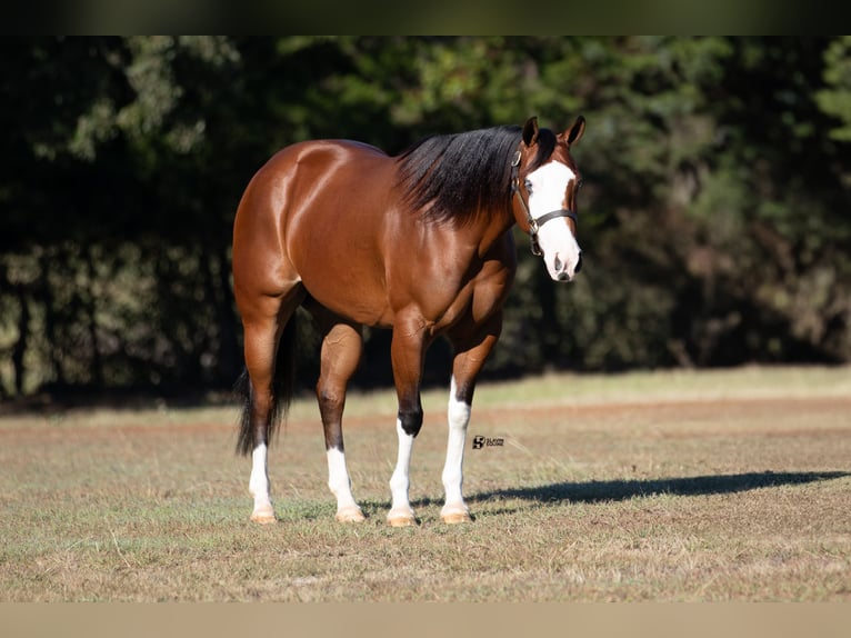 Quarter horse américain Jument 3 Ans 147 cm Bai cerise in Whitesboro, TX