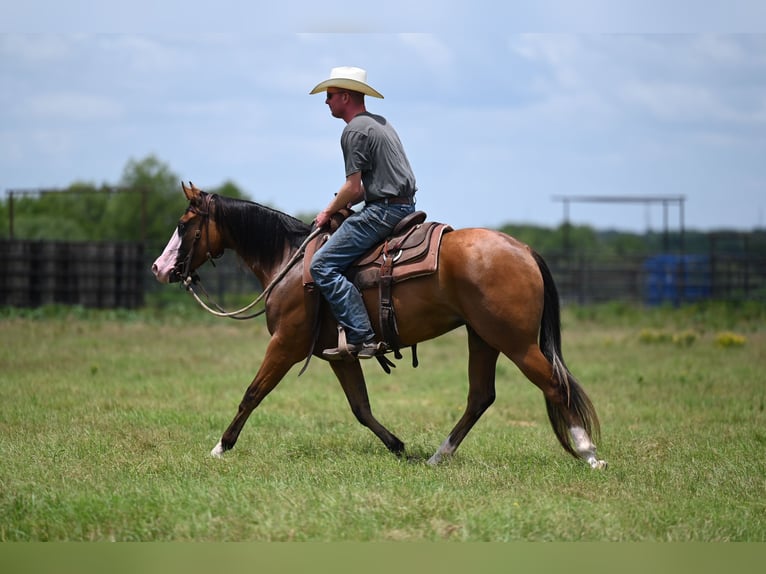 Quarter horse américain Jument 3 Ans 147 cm Bai cerise in Waco, TX