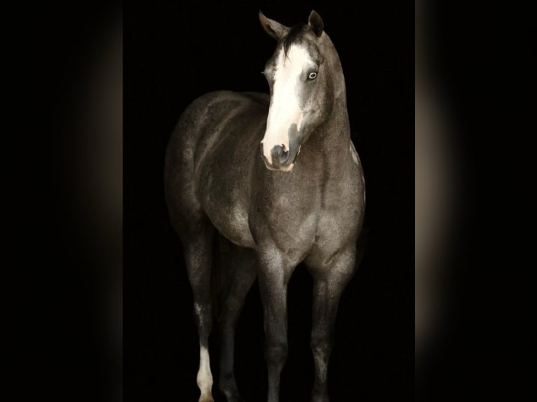 Quarter horse américain Jument 3 Ans 147 cm Gris in Huntsville