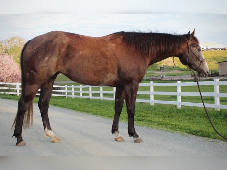 Quarter horse américain Jument 3 Ans 147 cm Gris in Plymouth