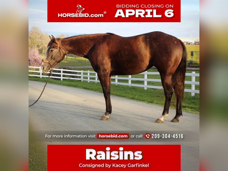 Quarter horse américain Jument 3 Ans 147 cm Gris in Plymouth