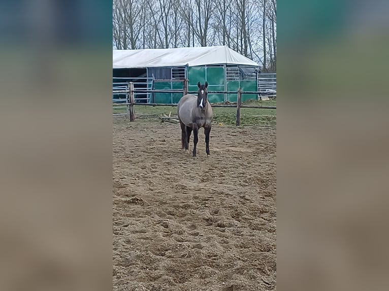 Quarter horse américain Jument 3 Ans 147 cm Grullo in Kallo