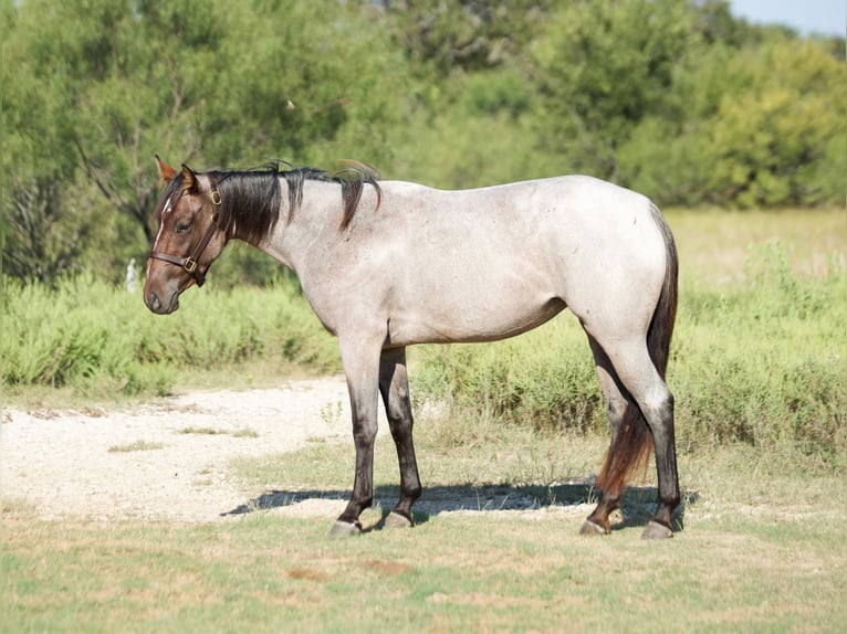Quarter horse américain Jument 3 Ans 147 cm Roan-Bay in Graham
