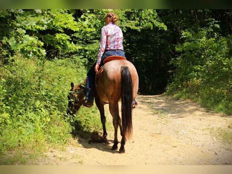 Quarter horse américain Jument 3 Ans 147 cm Roan-Bay in Camden MI