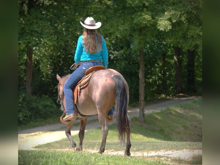 Quarter horse américain Jument 3 Ans 147 cm Roan-Bay in Camden MI