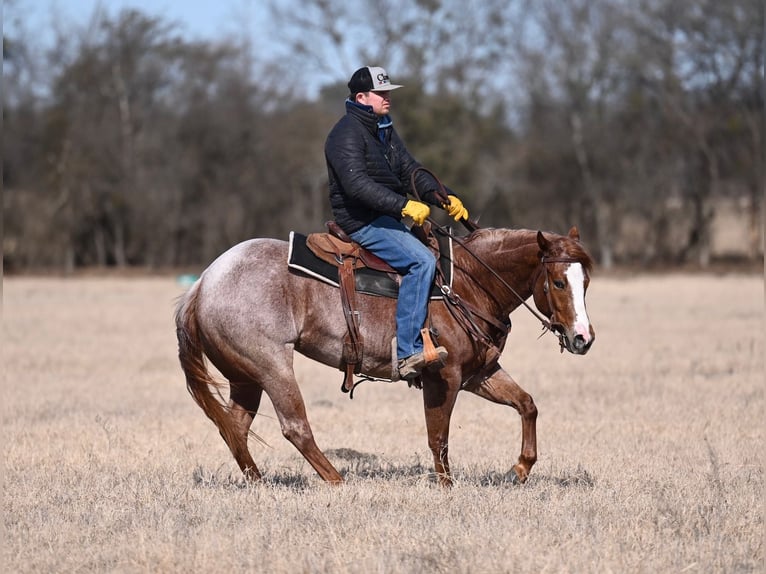 Quarter horse américain Jument 3 Ans 147 cm Rouan Rouge in Waco