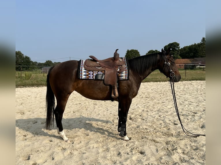 Quarter horse américain Jument 3 Ans 148 cm Bai brun in Grote-Brogel