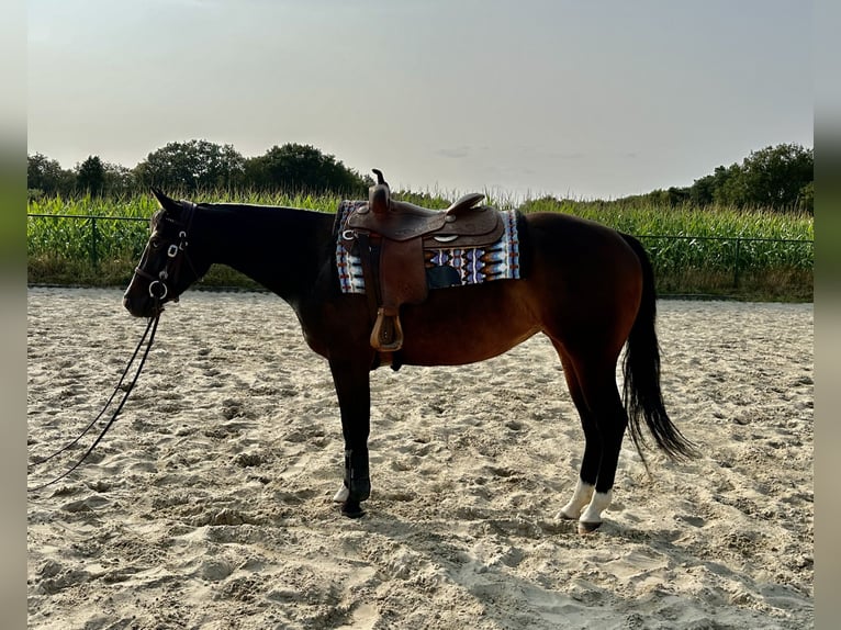 Quarter horse américain Jument 3 Ans 148 cm Bai brun in Grote-Brogel