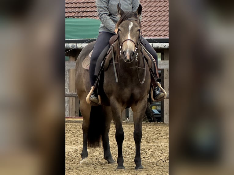 Quarter horse américain Jument 3 Ans 148 cm Buckskin in Iffeldorf