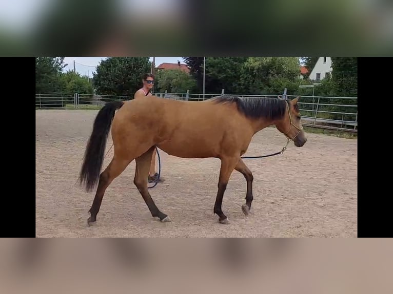 Quarter horse américain Jument 3 Ans 148 cm Buckskin in Balingen