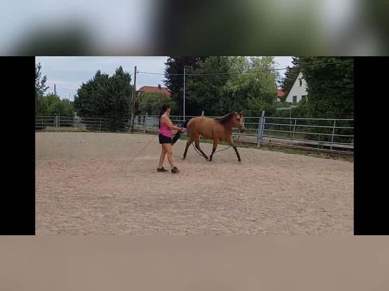 Quarter horse américain Jument 3 Ans 148 cm Buckskin in Balingen