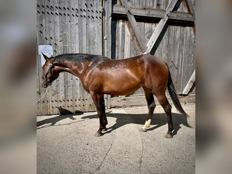 Quarter horse américain Jument 3 Ans 148 cm in St.Leonhard in Passeier