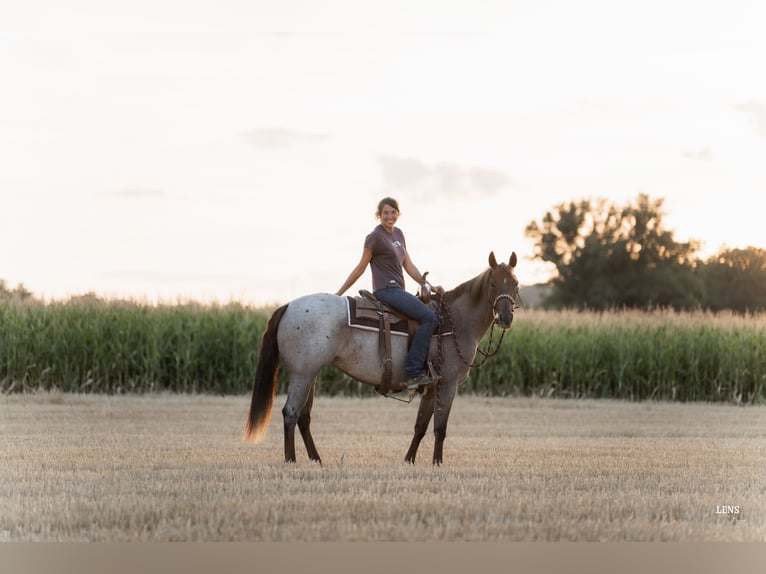 Quarter horse américain Jument 3 Ans 148 cm Rouan Rouge in Kappelen