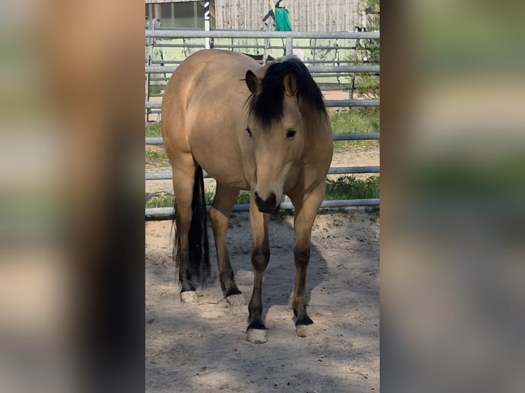 Quarter horse américain Jument 3 Ans 149 cm Buckskin in Langenbach