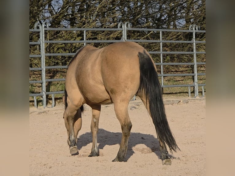 Quarter horse américain Jument 3 Ans 149 cm Buckskin in Langenbach