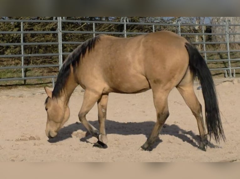 Quarter horse américain Jument 3 Ans 149 cm Buckskin in Langenbach