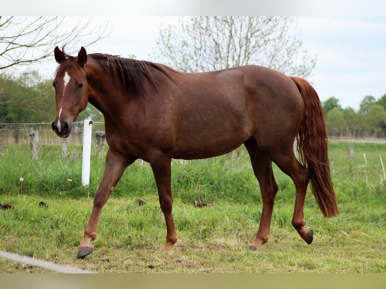 Quarter horse américain Jument 3 Ans 150 cm Alezan brûlé in Stade