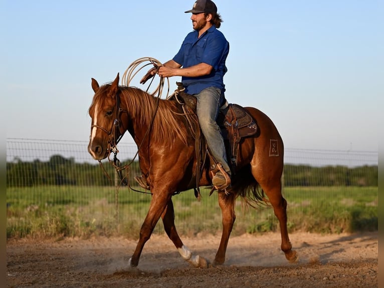 Quarter horse américain Jument 3 Ans 150 cm Alezan cuivré in Waco