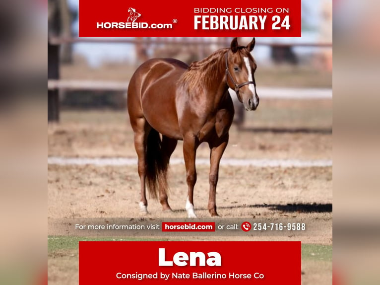 Quarter horse américain Jument 3 Ans 150 cm Alezan cuivré in Waco, TX