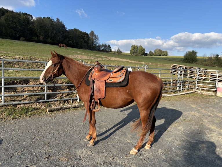 Quarter horse américain Jument 3 Ans 150 cm Alezan cuivré in Olomouc