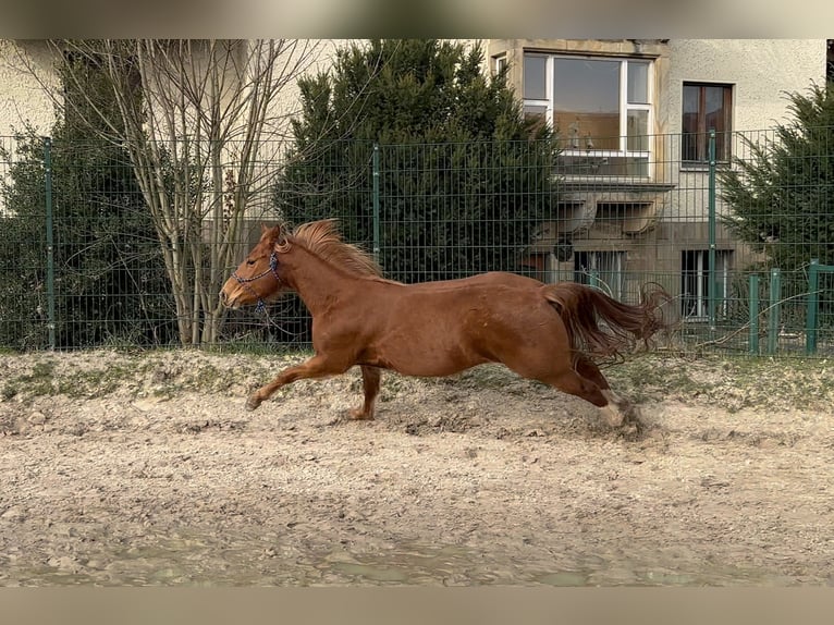 Quarter horse américain Jument 3 Ans 150 cm Alezan in Rosendahl