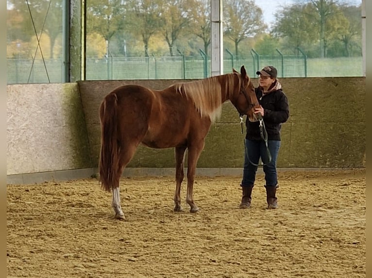 Quarter horse américain Jument 3 Ans 150 cm Alezan in Rosendahl