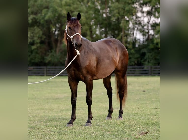 Quarter horse américain Jument 3 Ans 150 cm Bai cerise in New Holland, PA